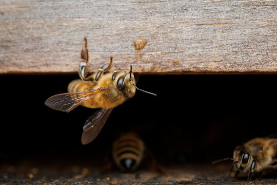 Honey Bee