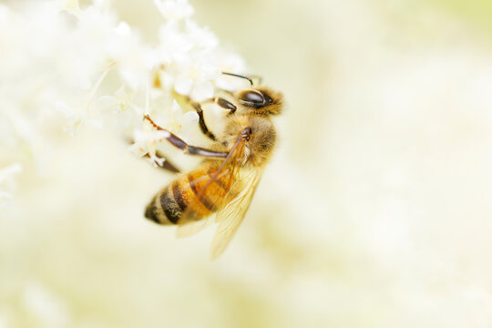 Honey Bee