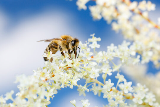 Honey Bee
