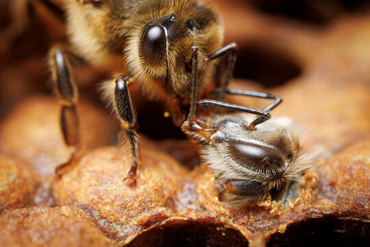 Emerging Worker Bee