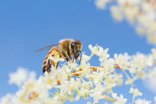 Honey Bee