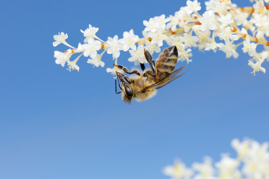 Honey Bee
