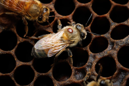 Honey bee with Varroa