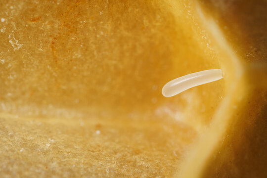 Honey Bee Egg