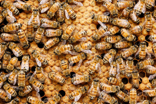 Honey Bees