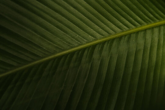 Green Leave Background