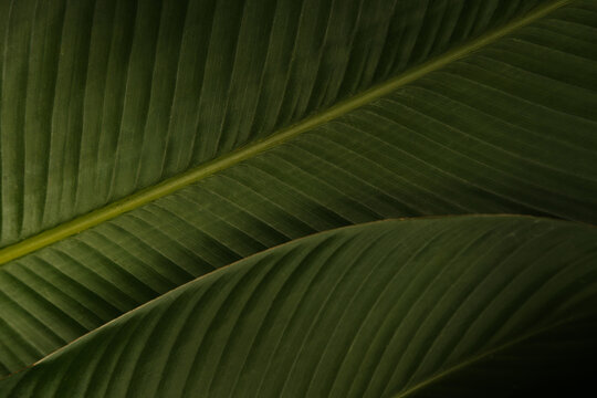 Green Leaves Background