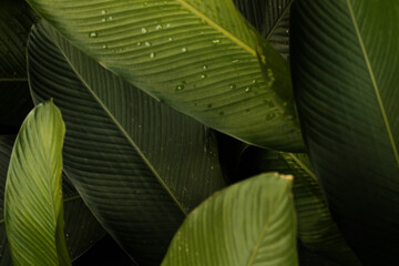 Green Leaves Background