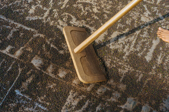 Sweeping Black Pepper Seeds at a Processing Area in Bright Sunlight