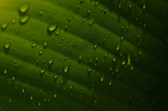 Close-up of tropical leaf with raindrops