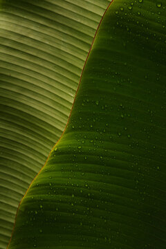 Close-up of tropical leaf with raindrops