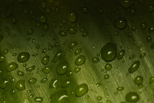 Close-up of tropical leaf with raindrops