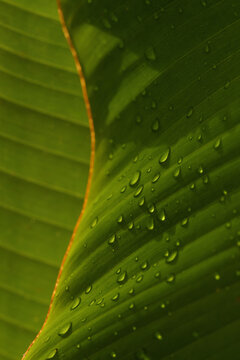 Close-up of tropical leaf with raindrops