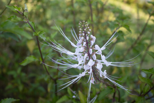 Orthosiphon aristatus, commonly known as cat's whiskers or Java tea