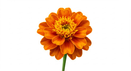 Strahlend leuchtende orange Zinnie Bl�te detailreich pr�sentiert auf reinwei�em Hintergrund eine lebendige Sch�nheit. AI Generated