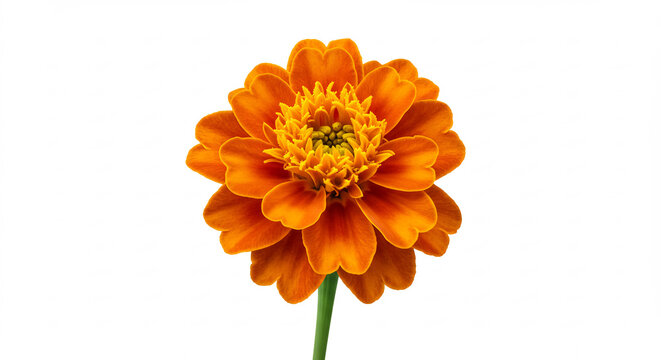 Strahlend leuchtende orange Zinnie Bl�te detailreich pr�sentiert auf reinwei�em Hintergrund eine lebendige Sch�nheit. AI Generated