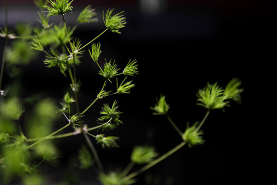 Closeup of tender leaves of Podocarpus macrocarpus in the background