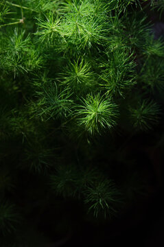 Closeup of tender leaves of Podocarpus macrocarpus in the background