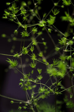 Closeup of tender leaves of Podocarpus macrocarpus in the background