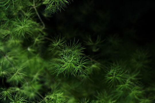Closeup of tender leaves of Podocarpus macrocarpus in the background