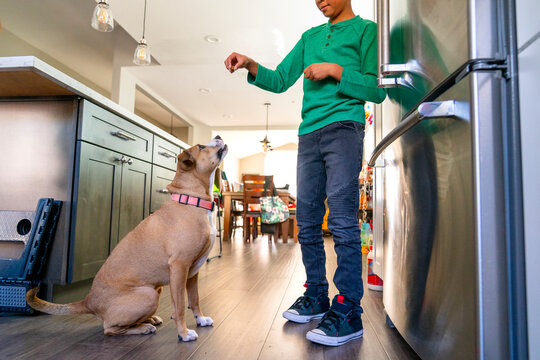 Dog Training at Home