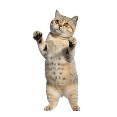 Light brown tabby cat standing upright with raised paws on white background celebrating cat day with playful charm and animal care