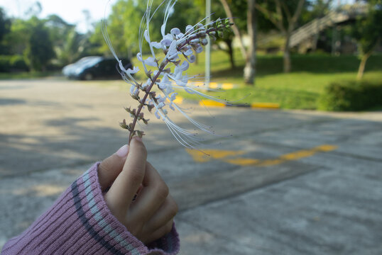 Orthosiphon aristatus, commonly known as cat's whiskers or Java tea