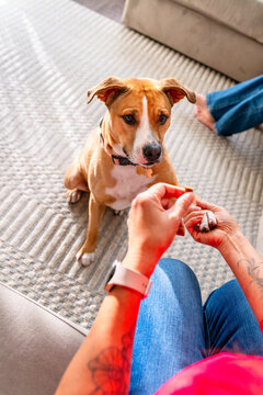 training session pet dog treat