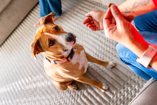 training pet dog treat