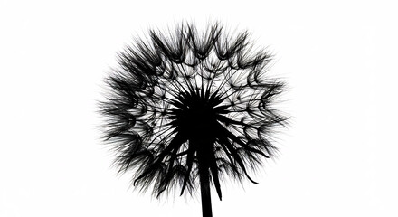 Leuchtende Pusteblumen Silhouette vor strahlendem Wei� minimalistisch schwebend Natur in eindrucksvollem Kontrast. AI Generated