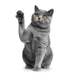 British shorthair cat sitting upright with raised paw on white background celebrating cat day with playful charm and animal care