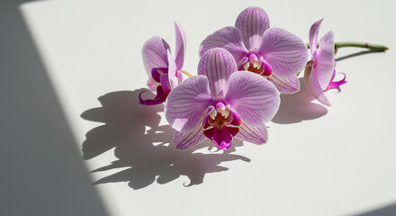 Sanfte rosa Orchideenbl�ten auf reinwei�em Grund lebendiges Sonnenlicht formt scharfe Kontraste und geometrische Schatten. AI Generated