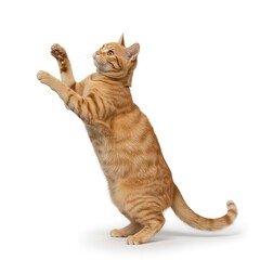 Ginger tabby cat standing upright with raised paws on white background celebrating cat day with playful movement and animal care