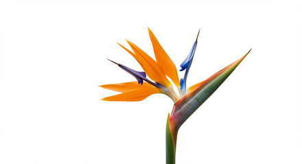 Strahlende Paradiesvogelblume leuchtet lebendig vor reinwei�em Hintergrund klares Licht betont exotische Pracht. AI Generated