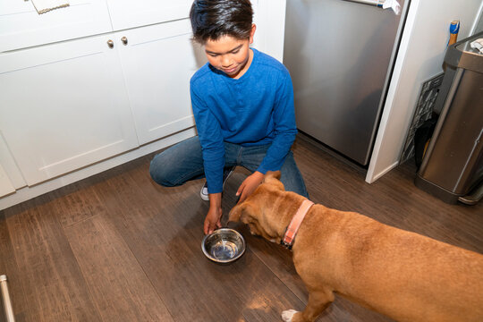 dog water bowl