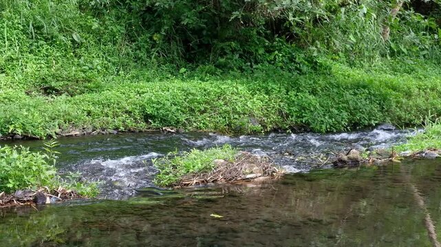 birds in the grass, Java, Indonesia, South East Asia