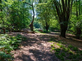 Cows grazing freely in a sunlit forest environment. Natural woodland scenery with trees, forest floor and soft light. Concept of eco farming, organic agriculture, animal welfare, rural lifestyle