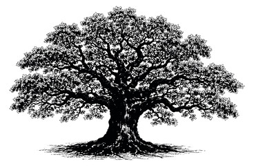 Fototapeta premium Hand drawn line art illustration of a majestic oak tree depicting a strong silhouette for nature and environmental designs