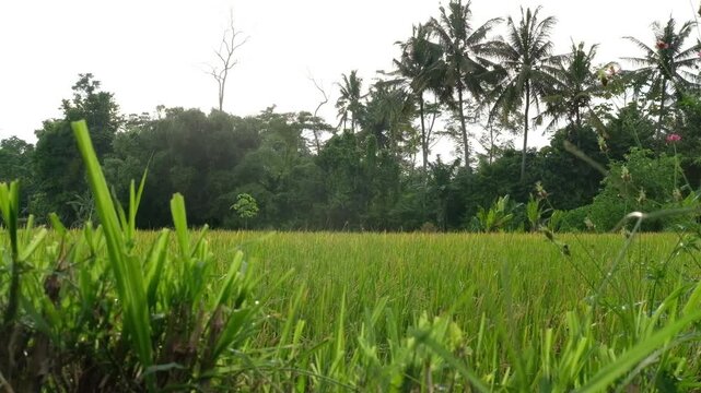 green grass field and sky, Java, Indonesia, South East Asia