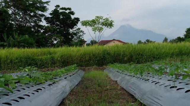 rural landscape in the morning, Java, Indonesia, South East Asia