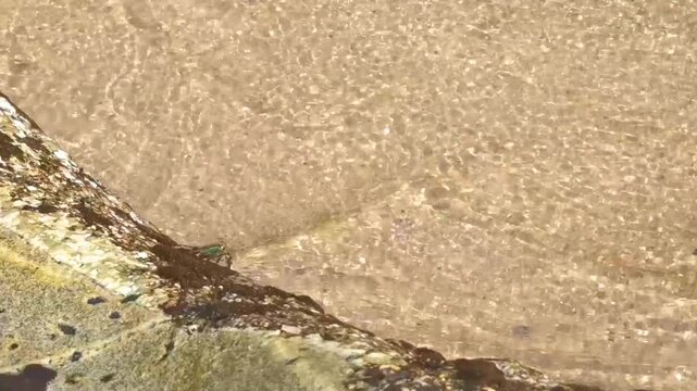 Wave water hits green crab crabs on rocks at beach.