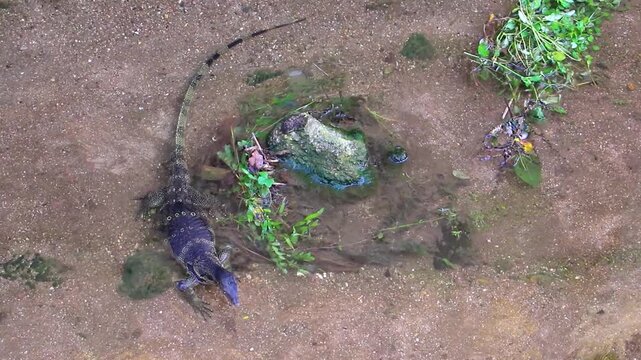 Large monitor lizard lurks for prey in tropical river Thailand.