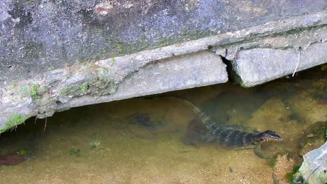 Large monitor lizard is diving in a tropical river Thailand.
