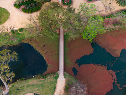 Footbridge over a pond covered in colorful algae
