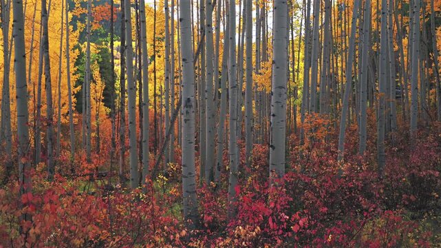 Minturn Vail Colorado Rocky Mountains dense colorful Autumn fall aspen trees grove forest aerial drone cloudy morning Crested Butte Kebler Pass Telluride Aspen Snowmass Breckenridge forward motion