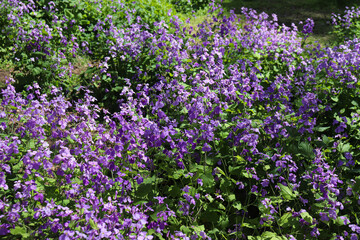 A flower field in spring.