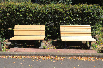 Empty Wooden Benches in a Quiet Park