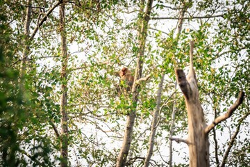 Wild Proboscis Monkey Perched in Tropical Rainforest Canopy, Sabah, Malaysia