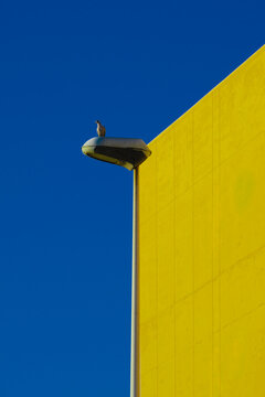A pigeon on a lamppost.