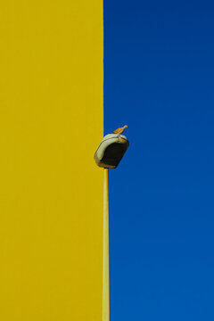 A pigeon on a lamppost.
